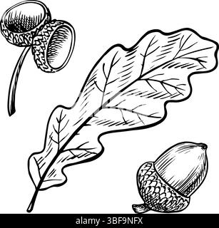 Ein Set mit Elementen aus Eiche, Eicheln und Blättern. Vektorgrafiken. Handgezeichnete Schwarzweiß-Illustration. Auf weißem Hintergrund. Ideal für Aufkleber Stock Vektor
