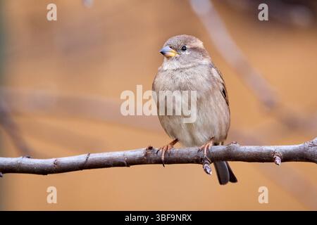Hausspatzenvogel, der auf einem Ast sitzt (Passer domesticus) Stockfoto