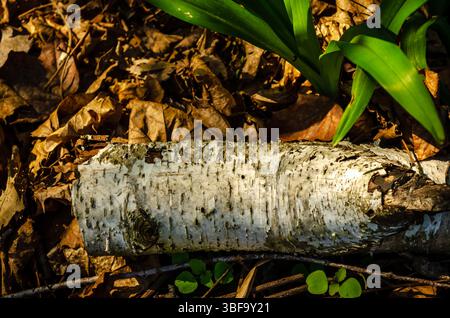 Weißer Birkenrindenstamm auf einem Waldboden zwischen gefallenen Blättern Stockfoto