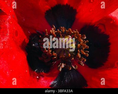 Makroansicht des Mohnblumenzentrums – botanische Symmetrie und Textur Stockfoto