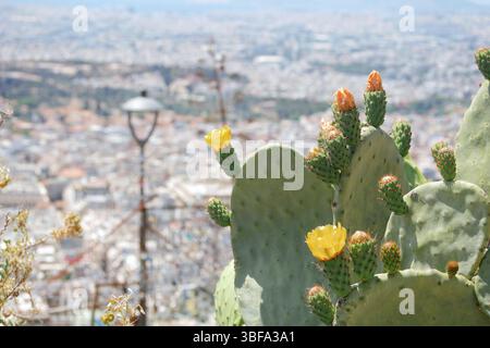 Blühende Kakteen opuntia stachelige Birne vor dem Hintergrund des Panoramas der Stadt Athen. Stockfoto