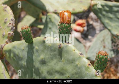 Knospen von Kakteen opuntia stachelige Birne aus nächster Nähe. Stockfoto