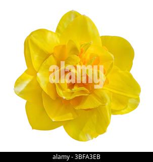 Gelb Terry Narzissen Sherborne isoliert auf weißem Hintergrund mit Beschneidungspfad. Zarte Frühlingsblume. Blumendesign-Element für Karten, Einladungen, Stockfoto