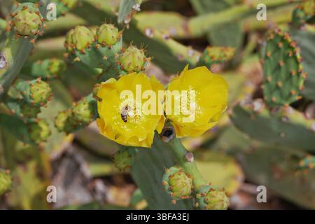 Blühende Kakteen opuntia Feigenkaktus mit einer Biene, die Nektar in einer gelben Blume sammelt. Stockfoto
