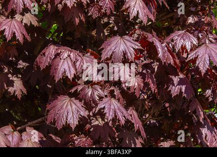 Hintergrund des roten Ahornbaums zur Herbstsaison. Norwegen Ahorn Crimson Sentry, Acer Platanoides Crimson Sentry Herbst Hintergrund. Stockfoto