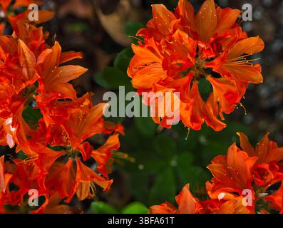 Blick von oben auf blühende orange Azaleen-Blüten in natürlichem Gartenlicht Stockfoto