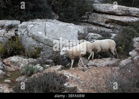 El Torcal - eine Karstlandschaft Stockfoto