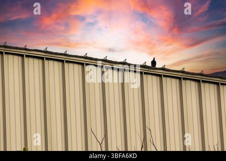 Eine ruhige Szene mit einem Silhouettenvogel, der während eines bezaubernden Sonnenuntergangs auf einem Gebäude thront. Der lebendige Himmel und die ruhige Atmosphäre schaffen eine ruhige Atmosphäre Stockfoto