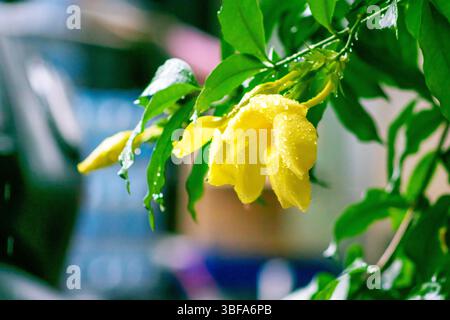 Eine wunderschöne gelbe Blume bedeckt mit Regentropfen, umgeben von üppig grünen Blättern, fängt die Essenz der Ruhe und Frische der Natur in diesem VI ein Stockfoto