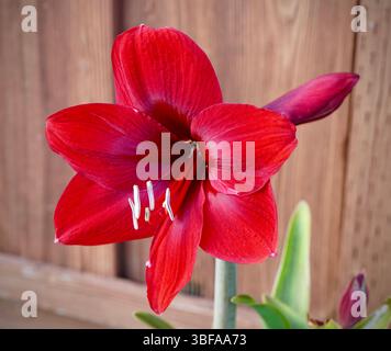 Nahaufnahme der voll blühenden roten Amaryllis-Blüte Stockfoto