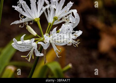 Agapanthus praecox (Aggapanthus, Blaue Lilie, afrikanische Lilie oder Nil-Lilie) ist eine beliebte Gartenpflanze auf der ganzen Welt. Stockfoto