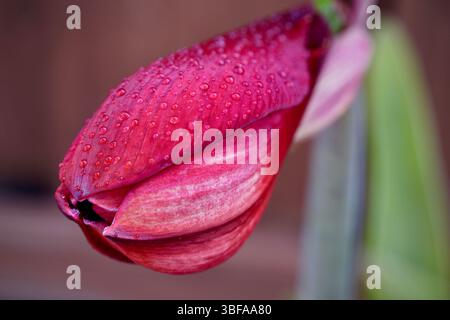 Nahaufnahme von Amaryllis-Knospe mit Morgentau drauf Stockfoto