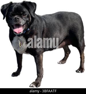 Hund auf transparentem Hintergrund für Ausschnitt ausschneiden Stockfoto