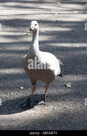 Die Kapbarren-Gans ist eine sehr große, hellgraue Gans mit einem relativ kleinen Kopf. Es hat Reihen großer dunkler Flecken in Linien über den Schultern und Stockfoto