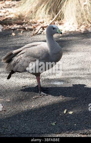 Die Kapbarren-Gans ist eine sehr große, hellgraue Gans mit einem relativ kleinen Kopf. Es hat Reihen großer dunkler Flecken in Linien über den Schultern und Stockfoto
