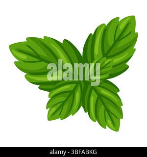 Minzzweig mit frischen grünen Blättern. Karikaturvektor isolierte Illustration auf weißem Hintergrund. Stock Vektor