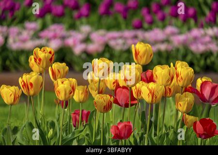 Bunte Tulpen blühen im Frühjahr auf einem grünen Feld, Tulpia, Münsterland, Nordrhein-Westfalen, Deutschland, Europa Stockfoto
