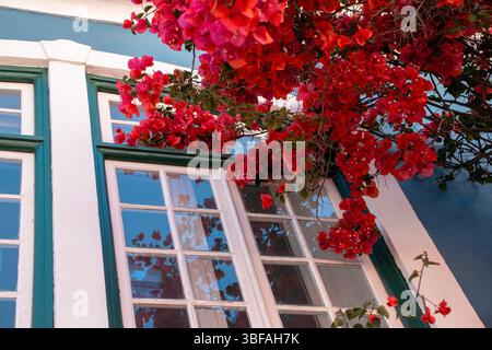 Bougainvillea blüht über einem bunten Gebäude Stockfoto
