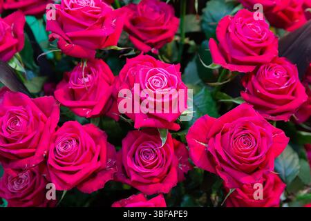 Frische rosa Rosen in Nahaufnahme. Blumen Stockfoto