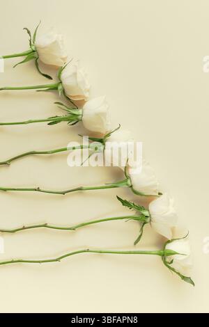 Kreative, oben flach frische weiße Rosen Komposition mit Kopie Raum pastell Papier Hintergrund Minimalismus Stil. Vorlage feminine Blog social media Stockfoto