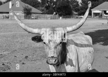Ein auffälliges Schwarz-weiß-Foto eines Texas Longhorn Ochses, der auf einer Weide steht. Das Bild zeigt die einzigartigen geschwungenen Hörner und die starken Merkmale. Stockfoto