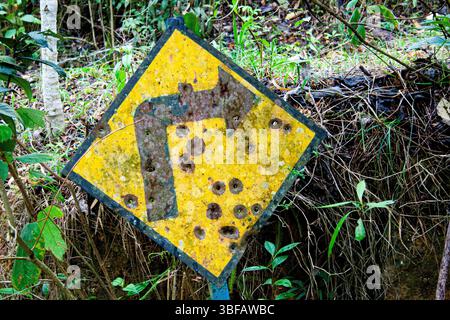 Verkehrsschild im Dschungel mit Einschusslöchern. Stockfoto