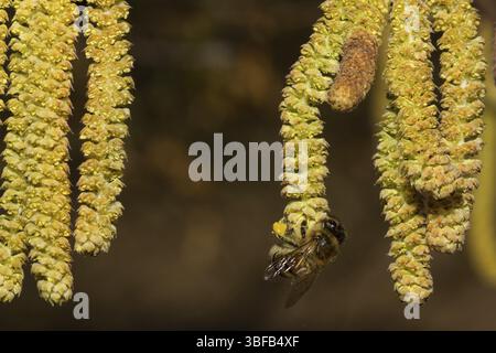 Gemeinsame Hasel (Corylus Avellana) Stockfoto