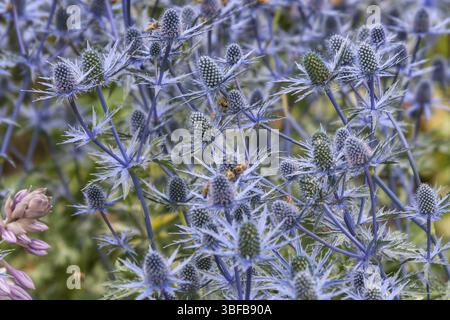 Eryngium EDELDISTEL MANNSTREU (eryngium) Stockfoto
