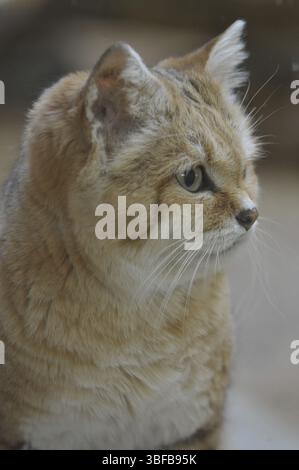 Sandkatze (Felis Margarita) Stockfoto