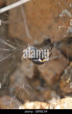 Falsche schwarze Witwe (Steatoda paykulliana) Stockfoto