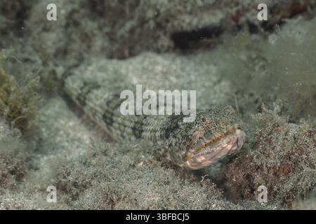 Atlantischer Eidechsenfisch (Synodus saurus) Stockfoto