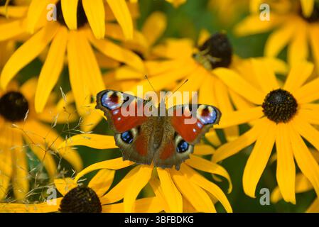 Europäischer Pfau (Aglais io) Schmetterling auf hellen Rudbeckia-Blüten, bayern, deutschland Stockfoto