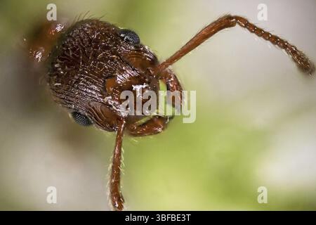 Rot-gelbe Knotenameise (Myrmica rubra) Stockfoto
