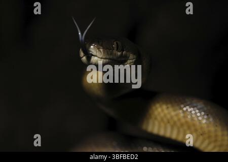 Australische Wasserpython (Liasis fuscus) Stockfoto