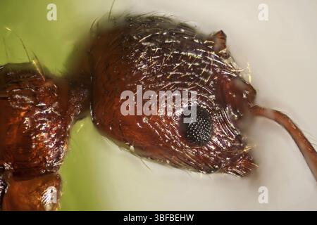 Rot-gelbe Knotenameise (Myrmica rubra) Stockfoto