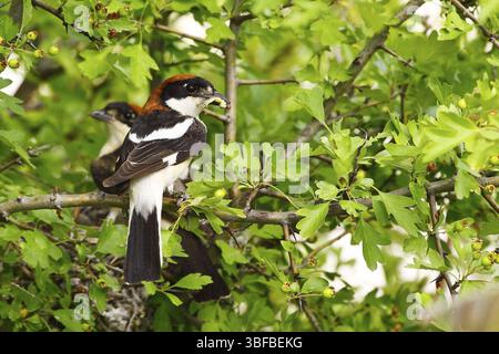 Rothaarige Krabbelgarne (Lanius Senator) Stockfoto