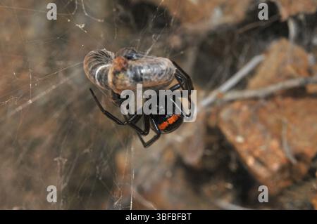 Falsche schwarze Witwe (Steatoda paykulliana) Stockfoto