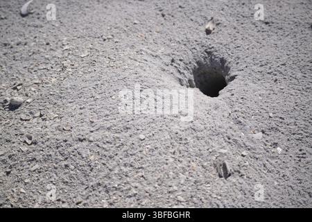 Grüne Schildkröte - Loch nach dem Schlüpfen (Chelonia mydas) Stockfoto