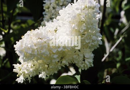 Weißer Flieder (Syringa vulgaris) Stockfoto