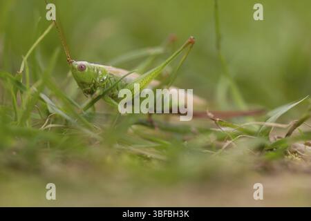 Langflügeliger Konehenkkopf (Conocephalus fuscus) Stockfoto
