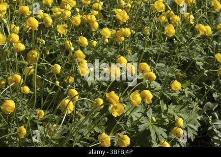 Trollblume (Trollius europaeus) Stockfoto