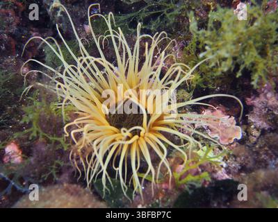 Zylinderrose (Cerianthus membranaceus) Stockfoto