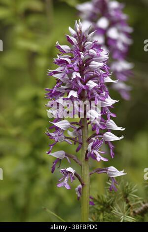 Helm Orchid (Orchis militaris) Stockfoto