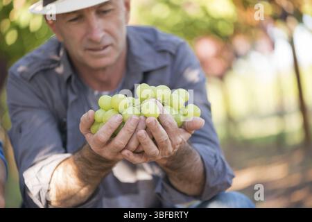 Mann, Bündel aus weißen Trauben in den Händen. Saisonale Ernte im grünen Garten. Close-up männliche Hände mit Trauben. Traditionelle und natürliche Wein ich Stockfoto