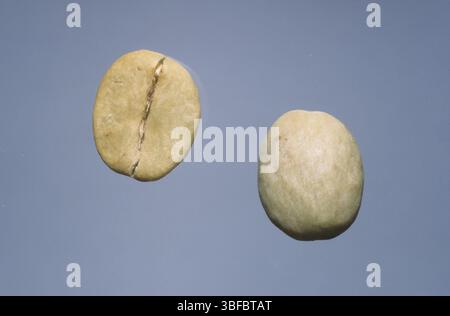 Grüner Kaffee, Kaffee, Kaffeebohnen, Kaffeesamen (Mutterpflanze: Coffea arabica) Stockfoto