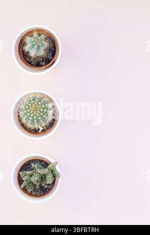 Kreative flach overhead Draufsicht kleine Töpfe mit dekorativen Kakteen Pflanzen mit Kopie Speicherplatz auf Tausendjährigen rosa Papier Hintergrund in minimalistischem Stil Stockfoto