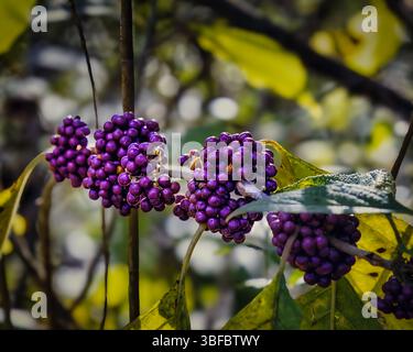 Ein Haufen lila Beeren hängt an einem Baum. Die Beeren sind klein und violett Stockfoto