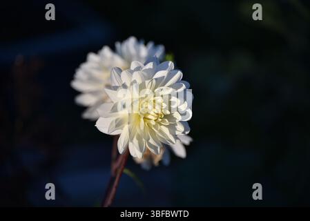 Dahlia pinnata Dahlia pinnata ist eine Art aus der Gattung Dahlia, Familie Asteraceae, mit dem gebräuchlichen Namen Garden Dahlia. Stockfoto