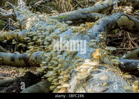 Schleimformen an Buchenstämmen (Oudemansiella mucida /// Fagus sylvatica) Stockfoto