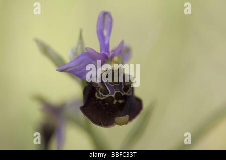 Hummel – Ragkraut (Ophrys holoserica) Stockfoto